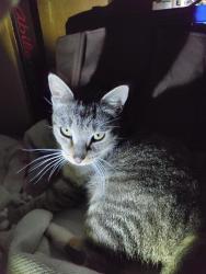 Found/Stray Female Cat last seen Lake Breeze and S Blackmountain , Inverness, FL 34450