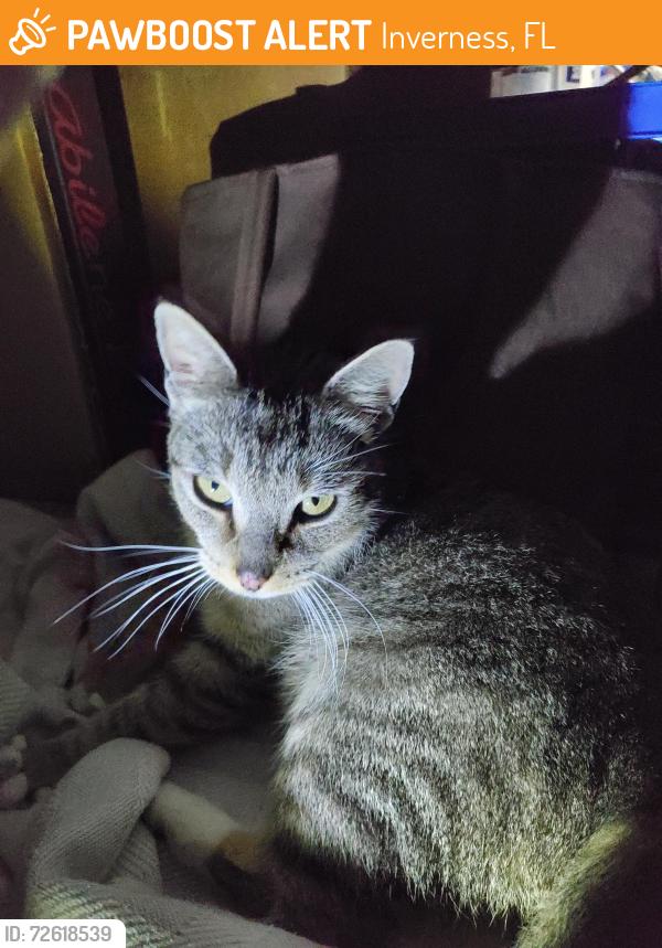 Found/Stray Female Cat last seen Lake Breeze and S Blackmountain , Inverness, FL 34450
