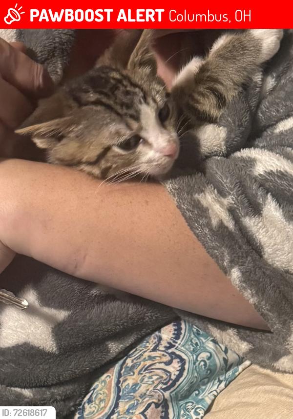 Lost Male Cat last seen Near th and big 4 th  ave , Columbus, OH 43215
