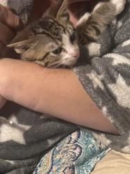 Lost Male Cat last seen Near th and big 4 th  ave , Columbus, OH 43215
