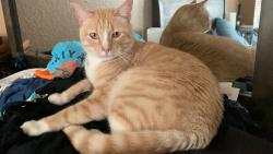 Lost Male Cat last seen Cypress Valley Lane near country Rose Lane, Cypress, TX 77429