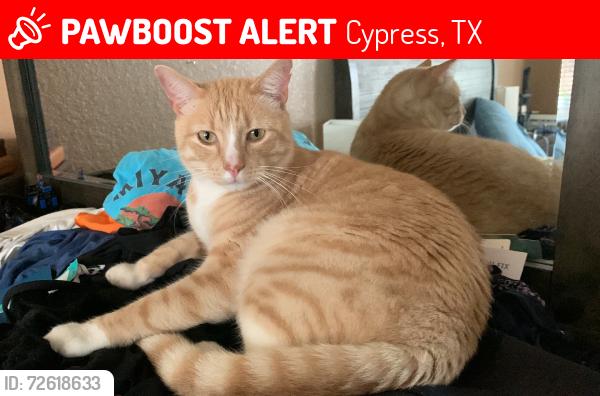Lost Male Cat last seen Cypress Valley Lane near country Rose Lane, Cypress, TX 77429