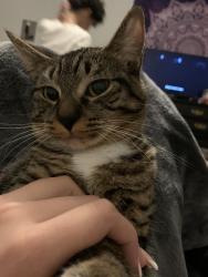 Lost Female Cat last seen 7th Ave and bell road, Phoenix, AZ 85022