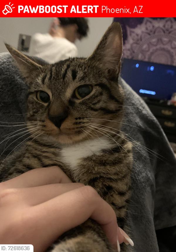 Lost Female Cat last seen 7th Ave and bell road, Phoenix, AZ 85022