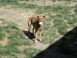 Lost Female Dog last seen Nell and Creekwood Dr, Columbia, SC 29223