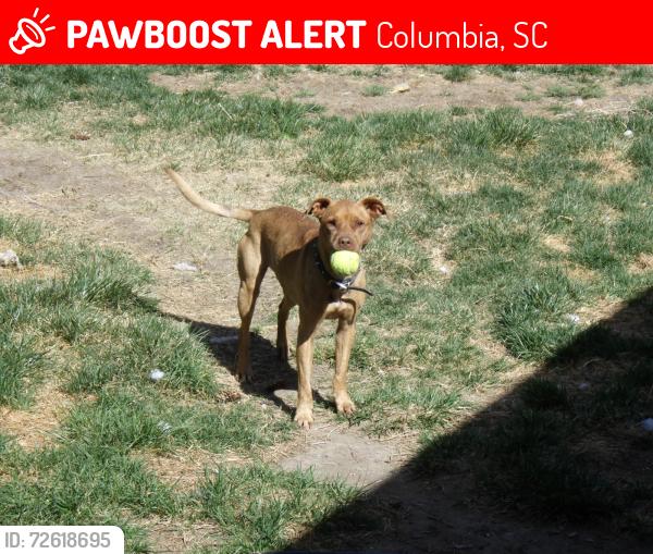 Lost Female Dog last seen Nell and Creekwood Dr, Columbia, SC 29223