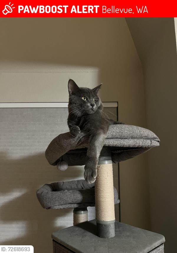 Lost Male Cat last seen 17th street NE, Bellevue, WA 98004