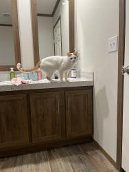 Lost Male Cat last seen Near Speing Miller Arlington Tx, Arlington, TX 76002