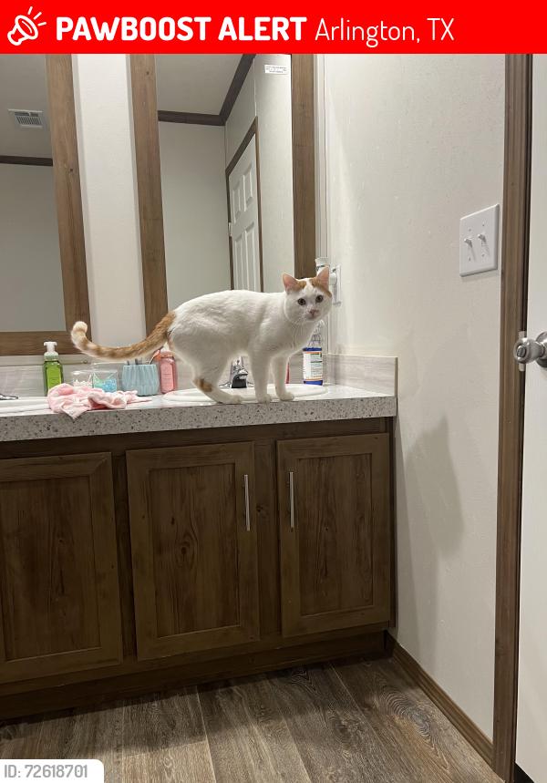 Lost Male Cat last seen Near Speing Miller Arlington Tx, Arlington, TX 76002