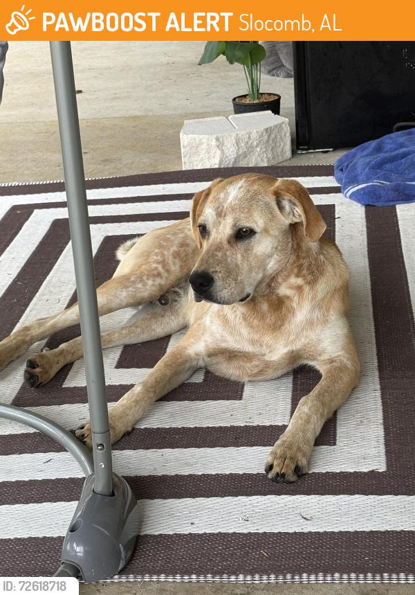 Found/Stray Male Dog last seen A county Road 49 Slocomb Alabama , Slocomb, AL 36375