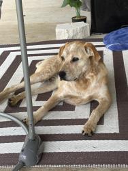 Found/Stray Male Dog last seen A county Road 49 Slocomb Alabama , Slocomb, AL 36375