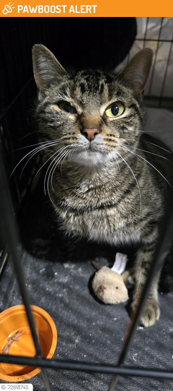 Found/Stray Female Cat last seen Kerth road and meramac bottom, Tesson Ferry Township, MO 63128