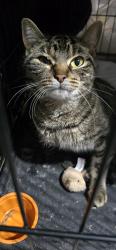 Found/Stray Female Cat last seen Kerth road and meramac bottom, Tesson Ferry Township, MO 63128