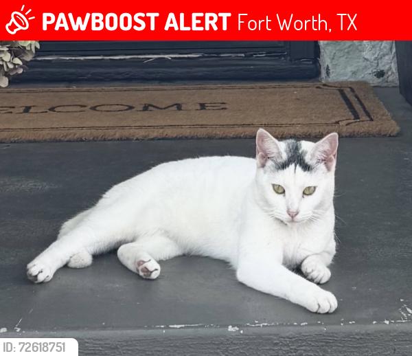 Lost Female Cat last seen Oakhurst Neighborhood, Fort Worth, TX 76111