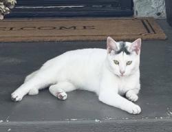 Lost Female Cat last seen Oakhurst Neighborhood, Fort Worth, TX 76111