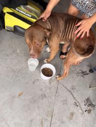 Found/Stray Male Dog last seen Near sofia lane, Lake Alfred, FL 33850