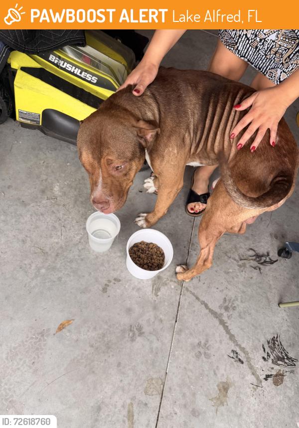 Found/Stray Male Dog last seen Near sofia lane, Lake Alfred, FL 33850