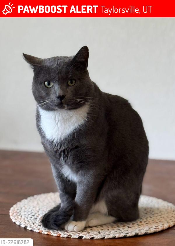 Lost Male Cat last seen Near s 2200 w, Taylorsville, UT 84129
