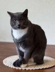 Lost Male Cat last seen Near s 2200 w, Taylorsville, UT 84129
