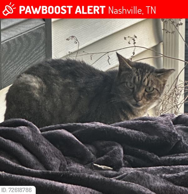 Lost Female Cat last seen Near block of Croley & Roberson , Nashville, TN 37209