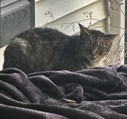 Lost Female Cat last seen Near block of Croley & Roberson , Nashville, TN 37209
