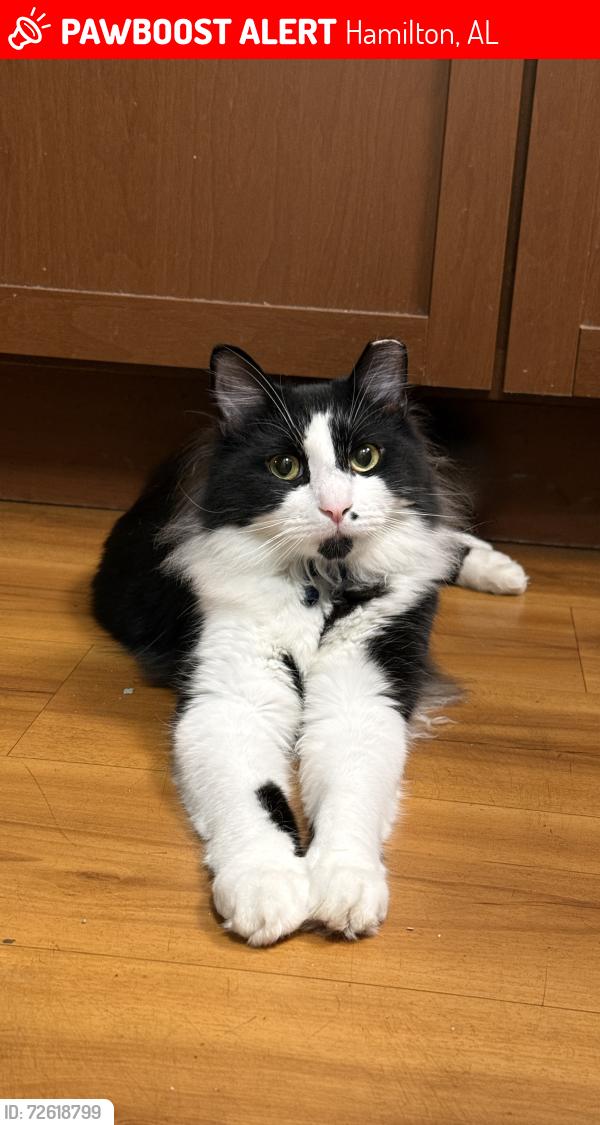 Lost Male Cat last seen Near GA-100, Tallapoosa, GA 30176, Hamilton, AL 35570