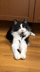 Lost Male Cat last seen Near GA-100, Tallapoosa, GA 30176, Hamilton, AL 35570