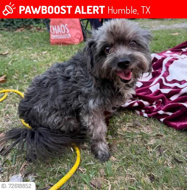 Lost Female Dog last seen Kenswick Neighborhood , Humble, TX 77347