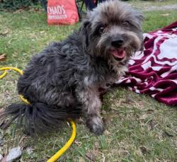 Lost Female Dog last seen Kenswick Neighborhood , Humble, TX 77347