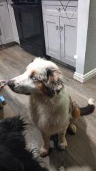 Lost Male Dog last seen Magnolia ave., Beaumont, CA 92223