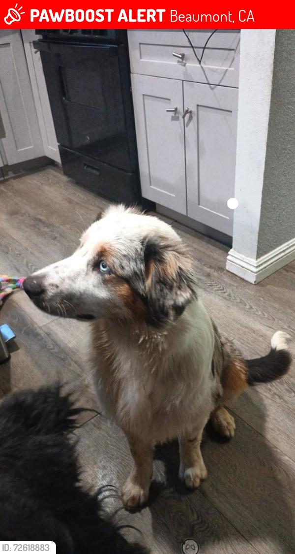 Lost Male Dog last seen Magnolia ave., Beaumont, CA 92223