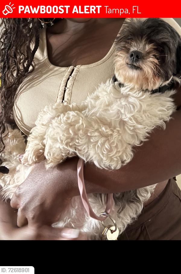 Lost Female Dog last seen Seemmes near Yukon between 15th and 17th sulphur springs area, Tampa, FL 33617