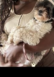 Lost Female Dog last seen Seemmes near Yukon between 15th and 17th sulphur springs area, Tampa, FL 33617