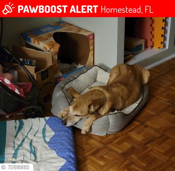 Lost Male Dog last seen SW 185 ave & 294 Twrrace, Homestead, FL 33030