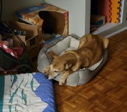 Lost Male Dog last seen SW 185 ave & 294 Twrrace, Homestead, FL 33030