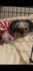 Lost Female Dog last seen chaseloch st, Spring, TX 77379