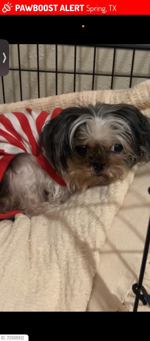 Lost Female Dog last seen chaseloch st, Spring, TX 77379