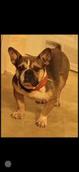 Lost Male Dog last seen Trailers closest to lavey lane , Baker, LA 70714