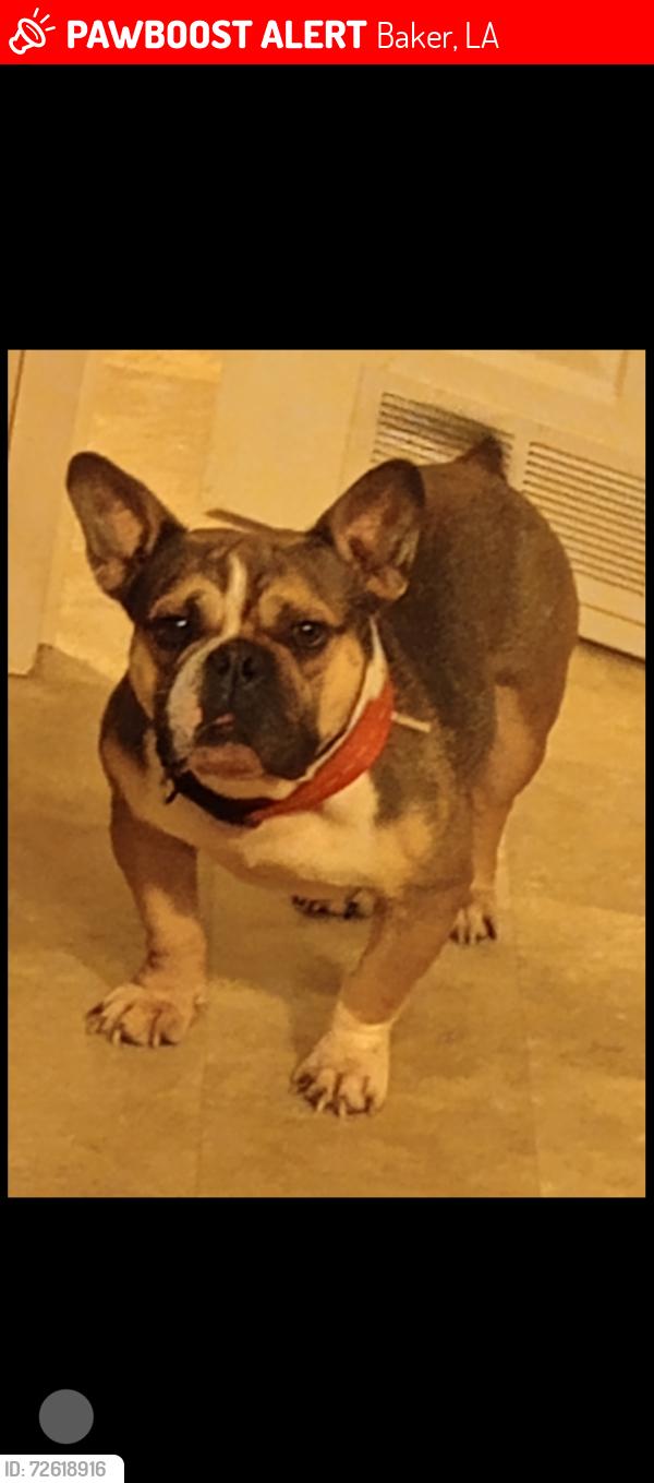 Lost Male Dog last seen Trailers closest to lavey lane , Baker, LA 70714