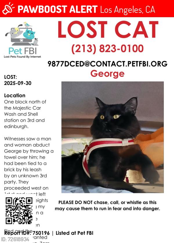 Lost Male Cat last seen 3rd and Edinburgh Majestic Car Wash, Los Angeles, CA 90048