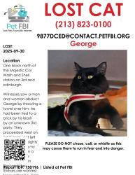 Lost Male Cat last seen 3rd and Edinburgh Majestic Car Wash, Los Angeles, CA 90048