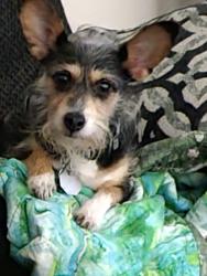 Lost Female Dog last seen Near Price St by Dudley Elementary , Victoria, TX 77901