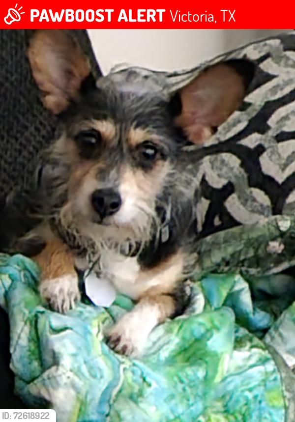 Lost Female Dog last seen Near Price St by Dudley Elementary , Victoria, TX 77901