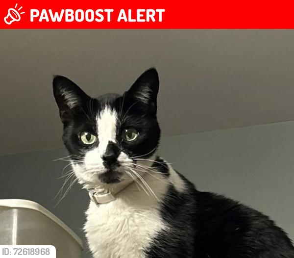 Lost Male Cat last seen Page Ave and Dettman, Summit Township, MI 49203