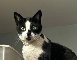 Lost Male Cat last seen Page Ave and Dettman, Summit Township, MI 49203