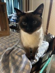 Lost Female Cat last seen Across for the fire department , Whatcom County, WA 98247
