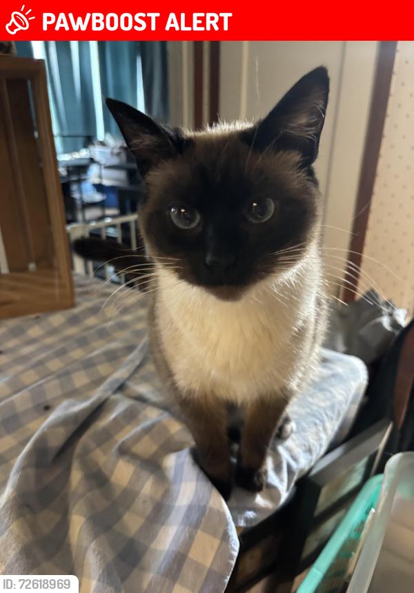 Lost Female Cat last seen Across for the fire department , Whatcom County, WA 98247
