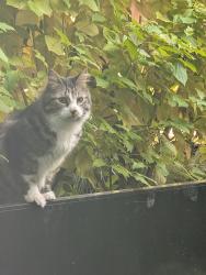 Found/Stray Unknown Cat last seen University Village , Seattle, WA 98105