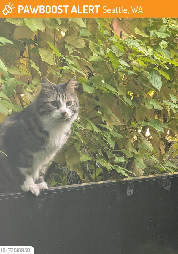 Found/Stray Unknown Cat last seen University Village , Seattle, WA 98105