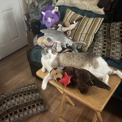 Lost Female Cat last seen Near Logan ave, San Diego, CA 92113